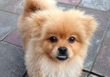 Pomeranian spiths satılır