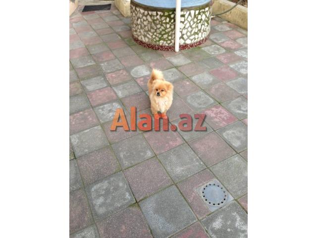 Pomeranian spiths satılır
