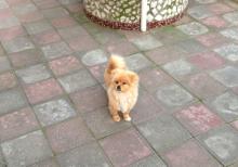 Pomeranian spiths satılır