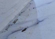 Təmir sonrası təmizlik