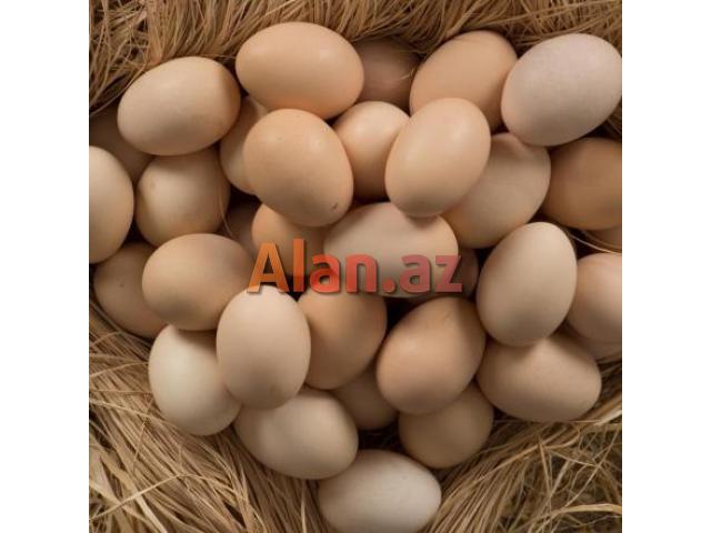 Australorp xoruz və mayalı yumurta