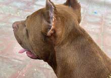 Pitbul rednose