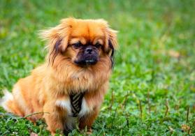 Pekines it dişi