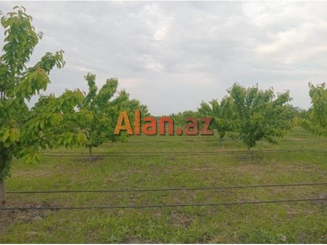 Tam məhsula düşən İntensiv Gilas Bağı