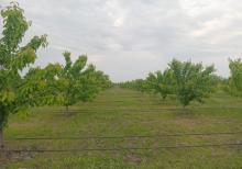 Tam məhsula düşən İntensiv Gilas Bağı