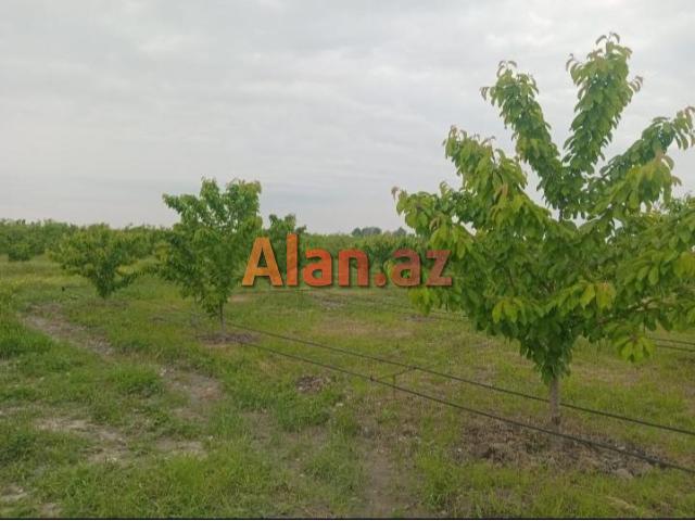 Tam məhsula düşən İntensiv Gilas Bağı