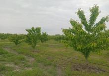 Tam məhsula düşən İntensiv Gilas Bağı