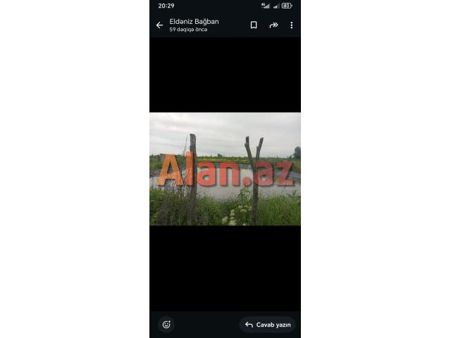 Tam məhsula düşən İntensiv Gilas Bağı