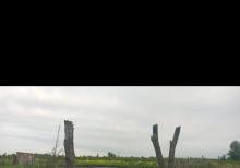 Tam məhsula düşən İntensiv Gilas Bağı