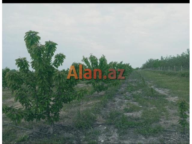 Tam məhsula düşən İntensiv Gilas Bağı