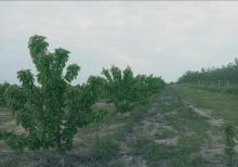 Tam məhsula düşən İntensiv Gilas Bağı