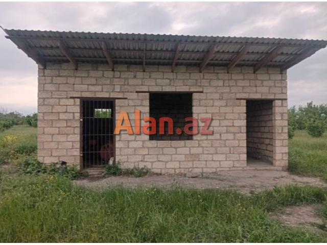 Tam məhsula düşən İntensiv Gilas Bağı