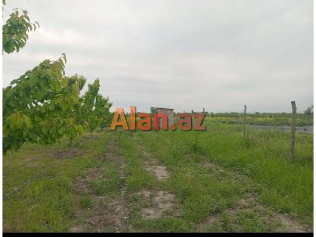 Tam məhsula düşən İntensiv Gilas Bağı