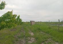 Tam məhsula düşən İntensiv Gilas Bağı