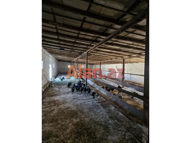 FERMER TƏSƏRRÜFATI SATILIR