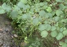 Samaxi dilman kelvan kendi ismayli yolun usde