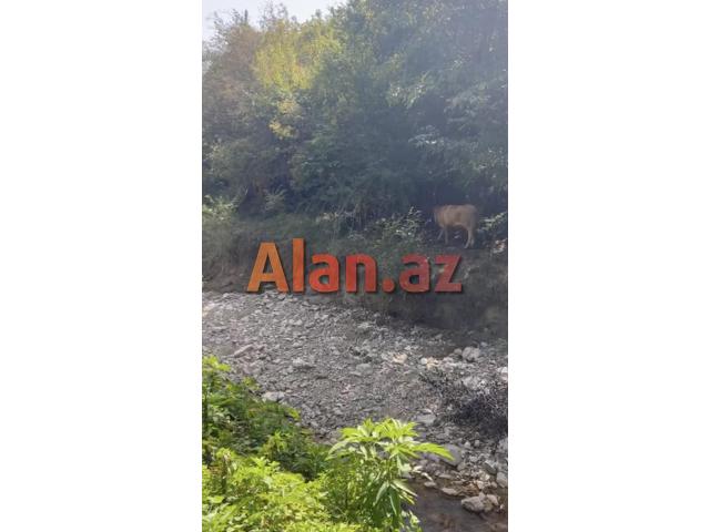 Samaxi dilman kelvan kendi ismayli yolun usde