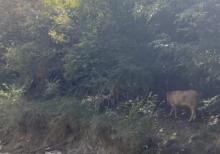 Samaxi dilman kelvan kendi ismayli yolun usde