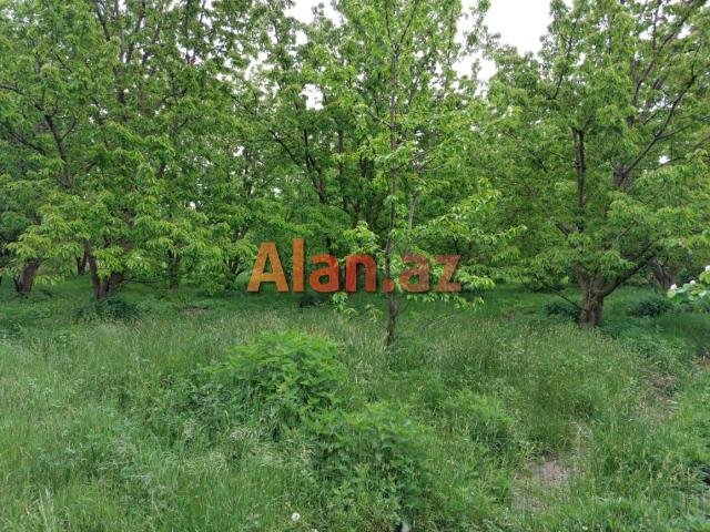 Samaxi dilman kelvan kendi ismayli yolun usde