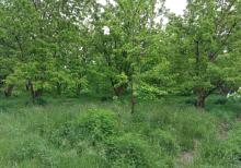 Samaxi dilman kelvan kendi ismayli yolun usde