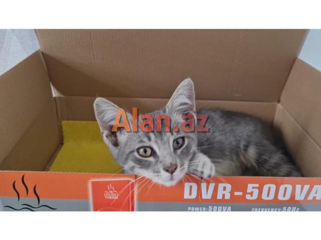 Bala pişik ailə axtarır