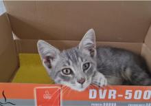 Bala pişik ailə axtarır