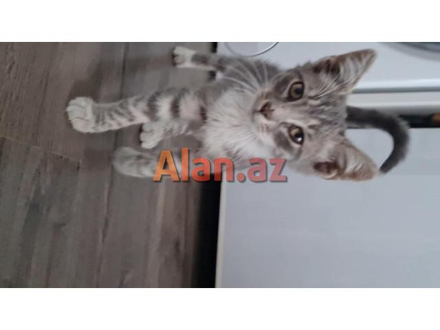 Bala pişik ailə axtarır