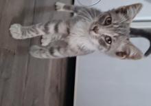 Bala pişik ailə axtarır