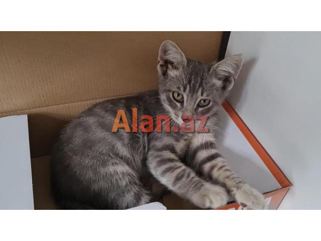 Bala pişik ailə axtarır