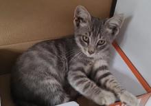 Bala pişik ailə axtarır