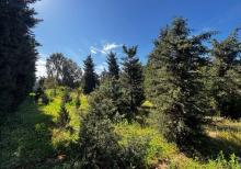 Şüvəlanda 30 sot torpaq satılır