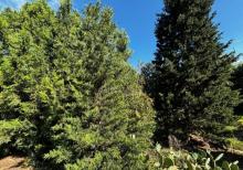 Şüvəlanda 30 sot torpaq satılır