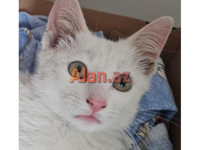 Bala pişik ailə axtarır