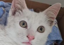 Bala pişik ailə axtarır