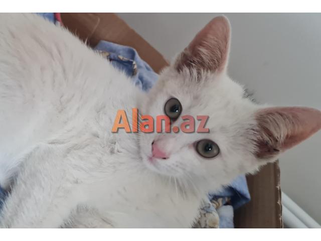 Bala pişik ailə axtarır