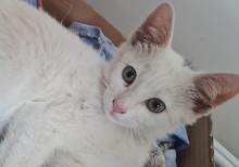 Bala pişik ailə axtarır