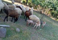 Damazlig qoyunlar satilir