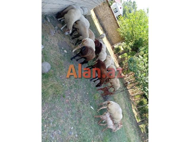 Damazlig qoyunlar satilir