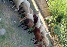 Damazlig qoyunlar satilir
