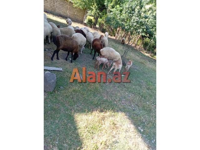 Damazlig qoyunlar satilir
