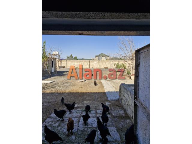 Fermer təsərrüfatı satılır.