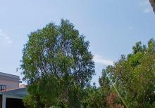 MƏRDƏKAN YOLUNDA 6 OTAQLI BAĞ EVİ SATILIR