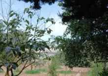 Buzovnada 14 sotda Villa satılır