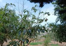 Buzovnada 14 sotda Villa satılır