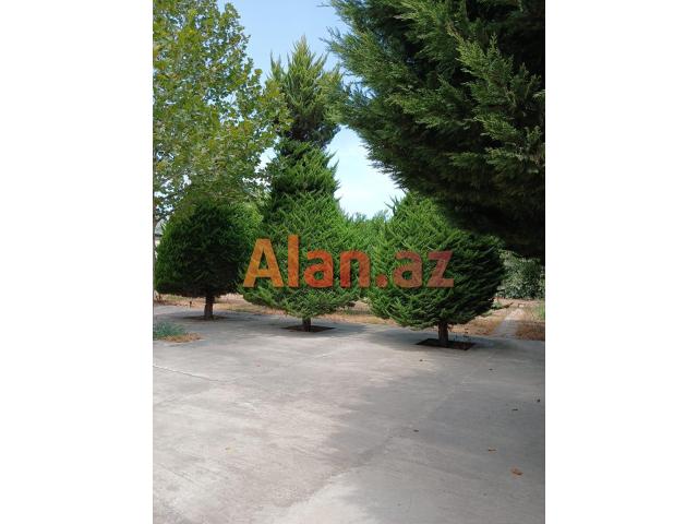 Buzovnada 14 sotda Villa satılır