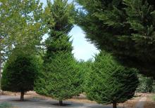 Buzovnada 14 sotda Villa satılır