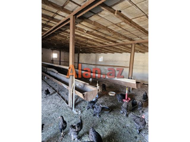Fermer təsərrüfatı satılır