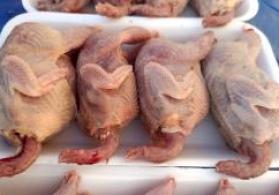 Bildircinlər limitsiz sayda sifarişi