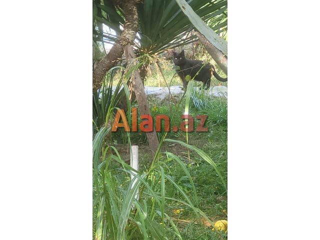 Mərdəkanda villa satılır