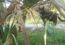 Mərdəkanda villa satılır